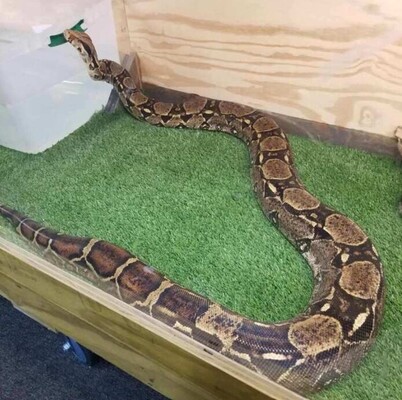 Airboat Rides at Midway Pet of the Month: Red the Colombian Red Tail Boa