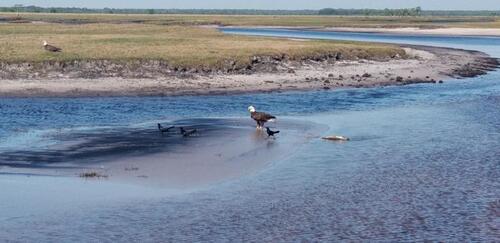 Spring is in the Air at Airboat Rides at Midway!