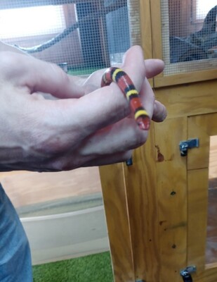 Meet Airboat Rides at Midway Newest Pet and May's Pet of the Month, Scarlet, the Scarlet King Snake.