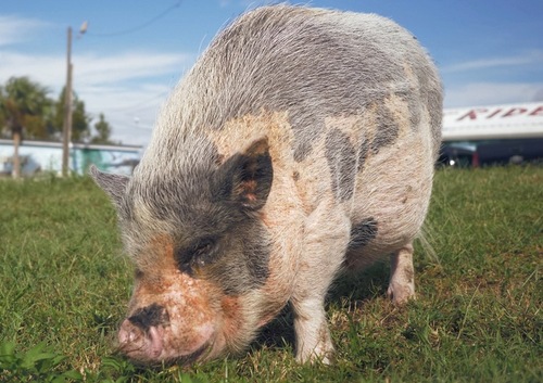 Airboat Rides at Midway’s Pet of the Month: Porkchop the Pig.