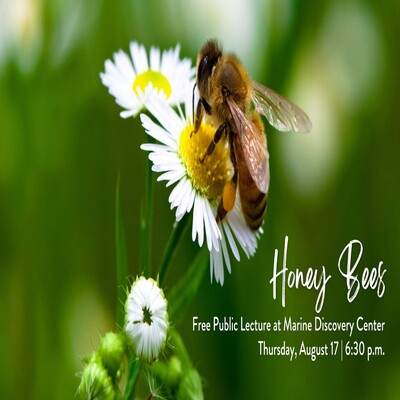 Marine Discovery Center to share intriguing insights on Honeybees.