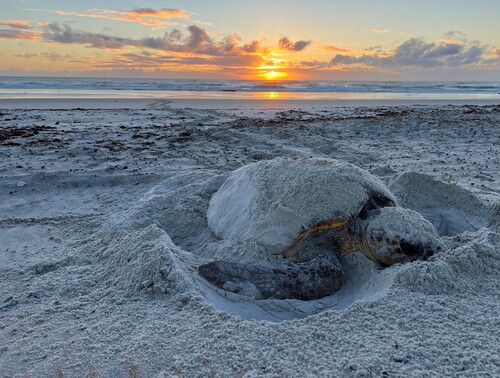 Nesting sea turtles set a new record in Volusia County.