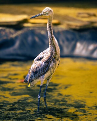 Rare Egret rescued, rehabilitated, and ready for release.