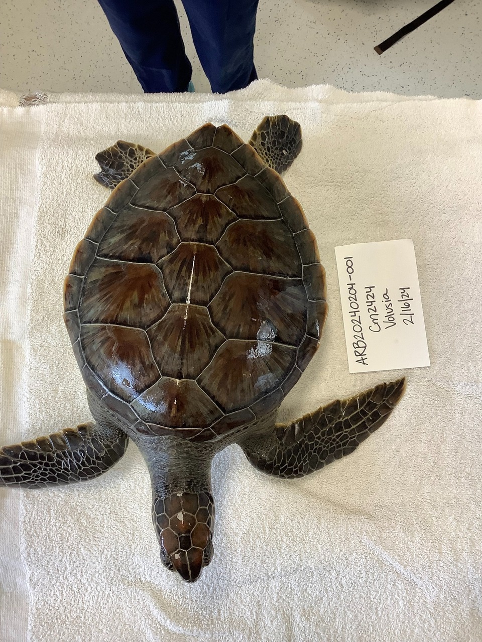 Marine Science Center Set to Release Four Green Sea Turtles Today