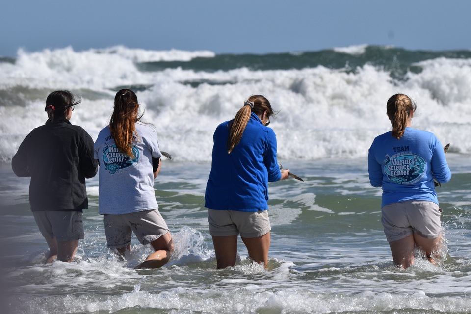 Pictures of Today's Turtle Release in Ponce Inlet