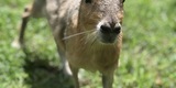 exotic petting zoo in orlando