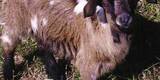 mobile petting zoo in port orange