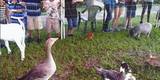 mobile petting zoo in port orange