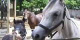 mobile petting zoo in port orange