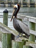 The Pelican Bistro